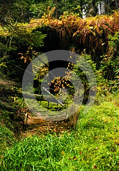 Autumn still life in the woods