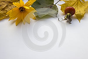 Autumn still life. Yellow flower, dry leaves, hips of wild rose on white background
