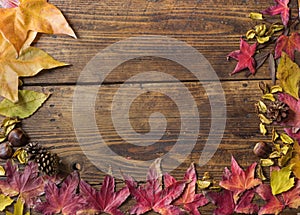 Autumn still life with yellow and red leaves