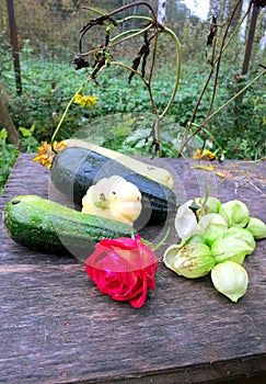 Autumn still life. Zucchini, patissons and roses, on a wet wooden table,