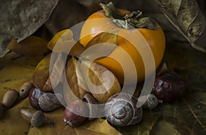 Autumn still lifes with persimmon