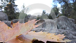 Autumn, stones, leaf, nature