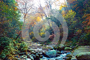 Autumn stream in forest.