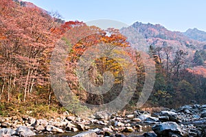 Autumn stream in forest.