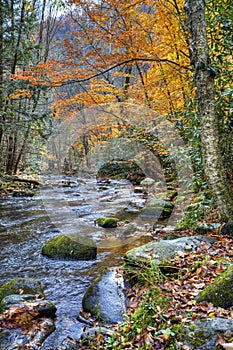 Autumn Stream with mossy rocks