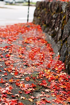 Autumn Street