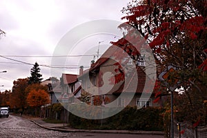 Autumn street in the city Kaliningrad, trees with yellow leaves, wet roads.