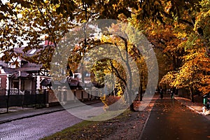 Autumn street in the city Kaliningrad, trees with yellow leaves, wet roads.