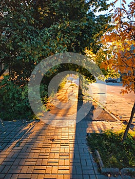 Autumn street with leaves. Sunny day on avenue. Alley with trees, ndian summer