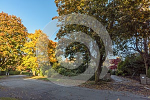 Autumn street with trees and fallen leaves along the green fence