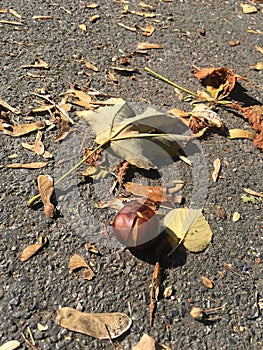 Autumn street view. Fall leaves and a Chestnut.