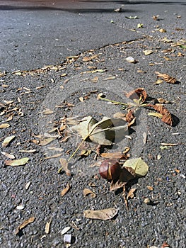 Autumn street view. Fall leaves and a Chestnut.