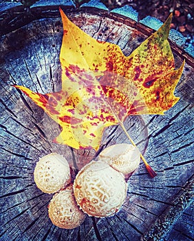 Autumn style leaf and mushrooms on wood