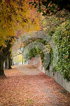 Autumn suburban footpath in Launceston Tasmania