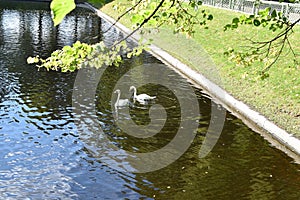 Autumn Summer Garden Of St. Petersburg