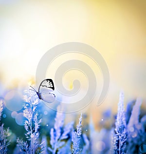 Autumn and summer landscape. Blue field, butterfly and sky
