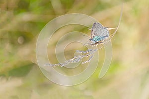 Autumn, summer nature background. The concept of nature. Blurred image of a butterfly on the meadow grass. Abstract nature backgro