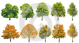 Autumn summer trees isolated white background