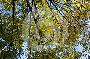 Autumn sun penetrating the leaves