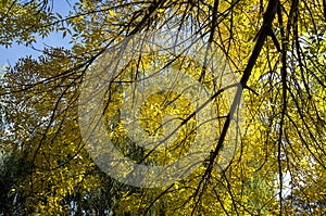 Autumn sun penetrating the leaves