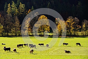 The autumn sun shines on grazing cows on the pasture on the edge of the forest