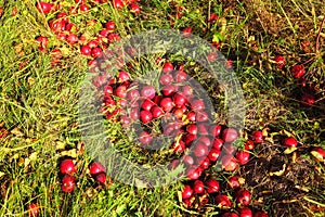 Autumn sun shines on lot of bright red apples fallen from wild tree to the grass ground