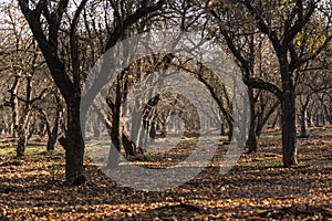 The autumn sun is shining in the apple orchard, on the ground and trees without leaves.