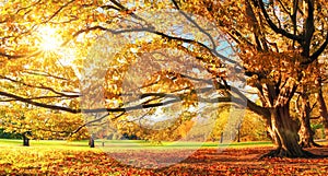 Autumn sun shining through a big tree