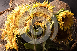 Autumn sunflower on a black background, together with sunflower seeds. Autumn flower on a black background. Withering flower.