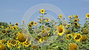 Autumn sunflowers under the rays of the sun