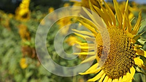 Autumn sunflowers under the rays of the sunâ€¨.