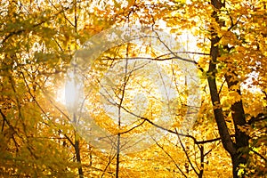 Autumn sunlight in the deciduous forest