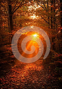 Autumn Sunlight Path Through Orange and Red Forest