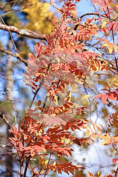 autumn. Sunny day. Bright orange leaves of mountain ash against the blue sky. Close up