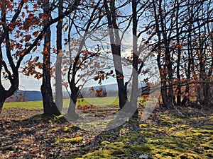 Autumn sunny day in forest on mountain