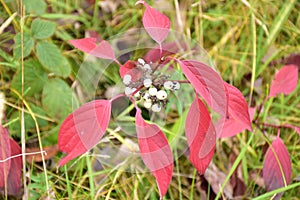 Autumn on sunny day , forest pad,dogwood plant with white berries.