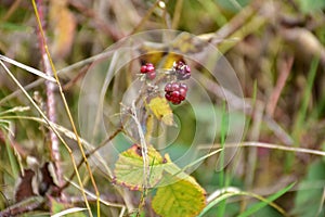 Autumn on sunny day , forest pad, dried plant with red berry.