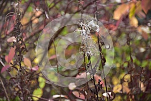 Autumn on sunny day , forest pad, dried plant with white hair