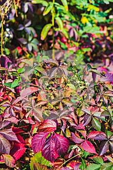 Autumn sunny day.Red leaves of wild grapes.Autumn daisies among the grapes.