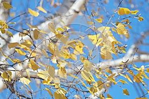 Autumn sunny day. Tree branches. Yellow leaves on a blue background.