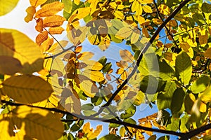 Autumn sunny day.Walnut branches with yellow-green leaves against a blue sky.