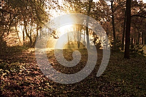 Autumn sunny forest nature. Colorful and foggy fall tree.