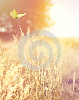 autumn sunny nature background dry golden grass in a forest clearing