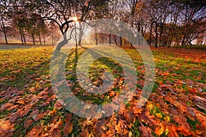 Autumn Sunny Park Landscape With Beautiful Curved Silhouette Of Tree,Shadows On The Ground And A Lot Of Red And Yellow Falling Map