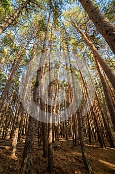 the Autumn sunny pine forest