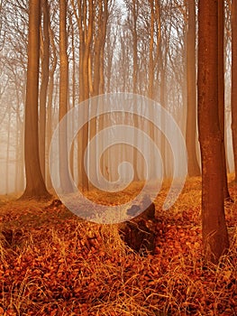 The autumn sunrise in beech forest. Fog between naked beech trees without leaves.