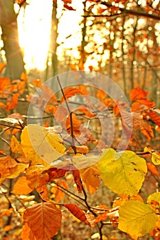 Autumn sunrise in the forest