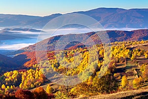 Autumn sunrise in mountainous countryside. trees in golden foliage on the meadow in weathered grass. distant valley full of fog.