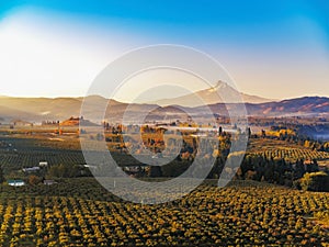 Autumn sunrise of Mt Hood with mist rising in the surrounding vineyards and fruit orchards