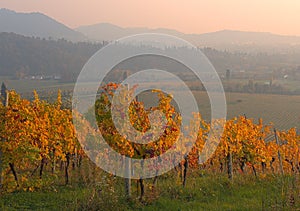 Autumn sunset of the hills of the vineyards of the Moscato wine